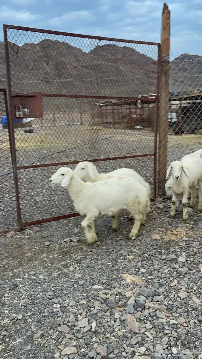 تحدي وحري و سواكن للبيع 7