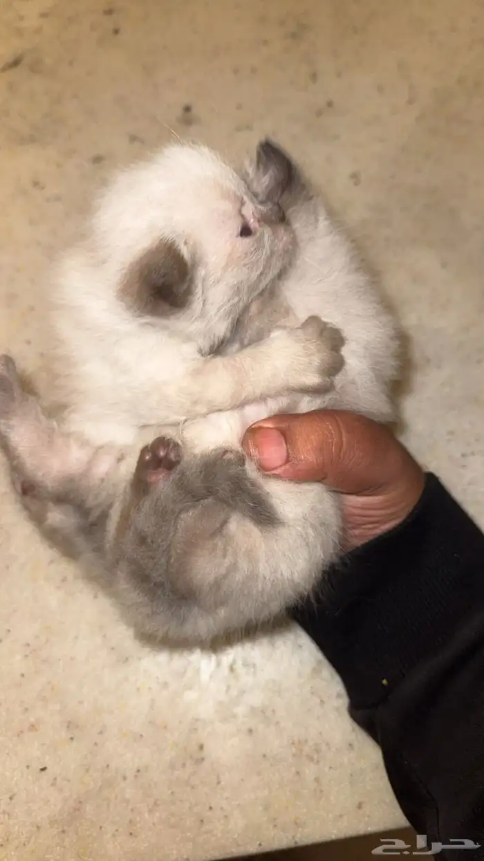 قطط شيرازي 1