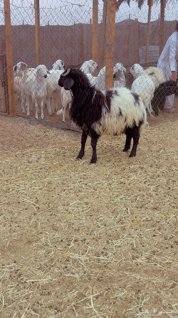 ذبائح نعيم طيبه شامل الذبح التوصيل 0