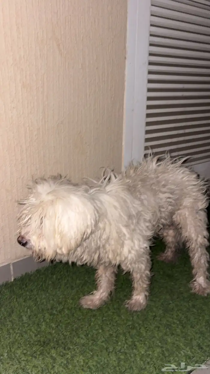 كلب مالتيز 0