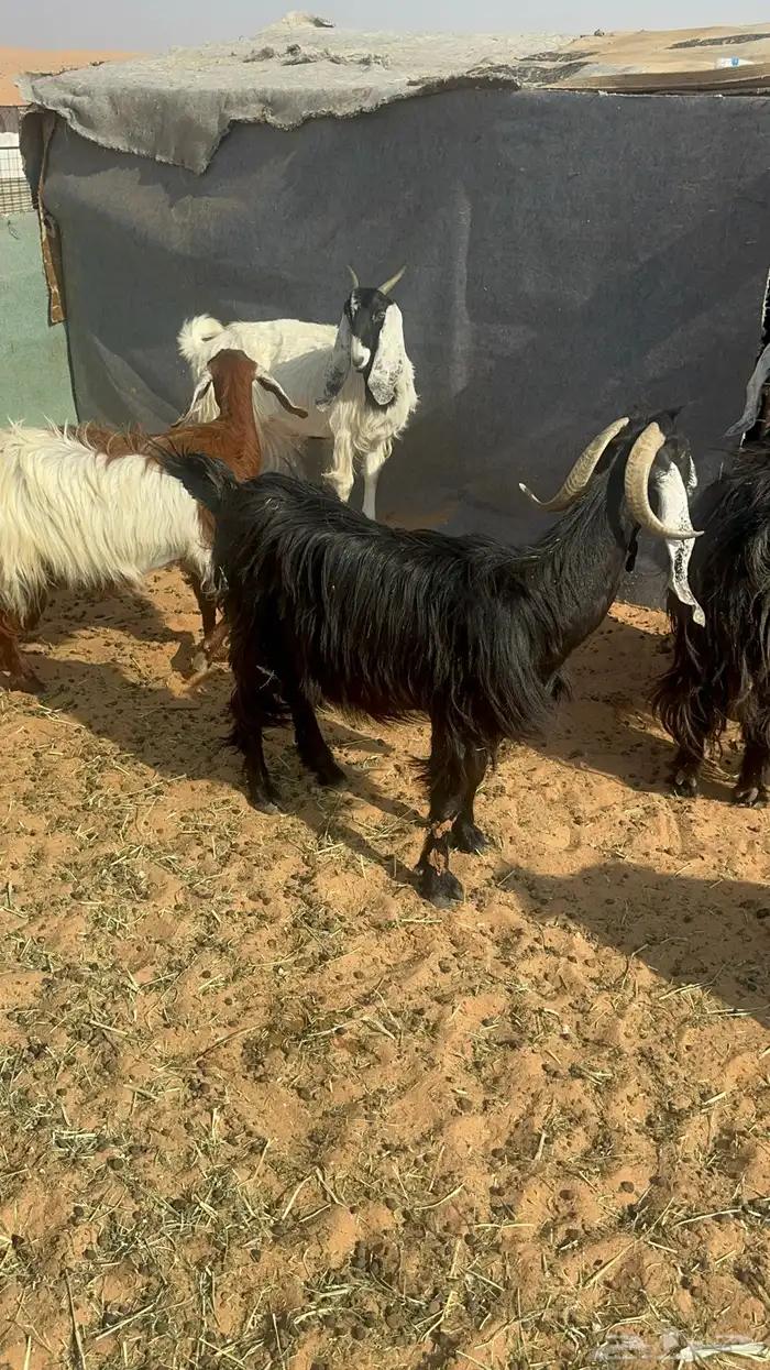 معزا مواليد للبيع 2