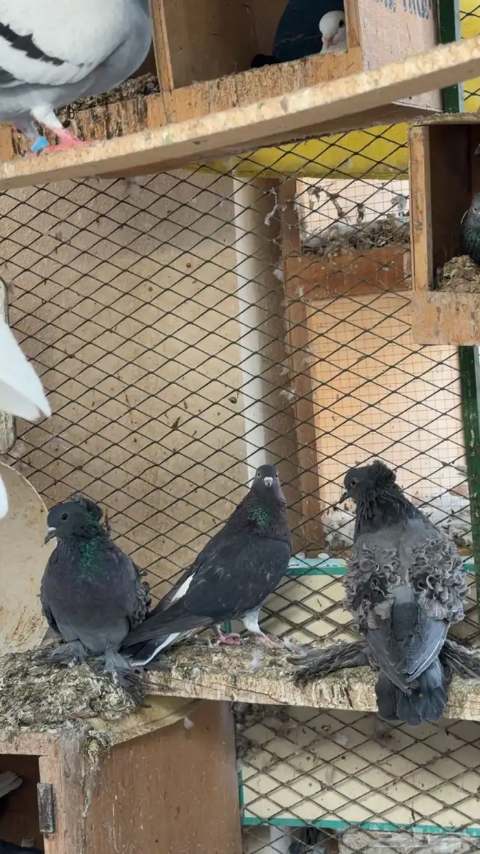 حمام زينة ومشكل عشة 7