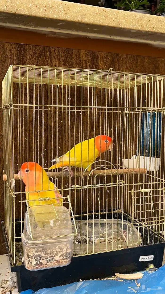 للبيع جوز روز صحه ونضافه 0