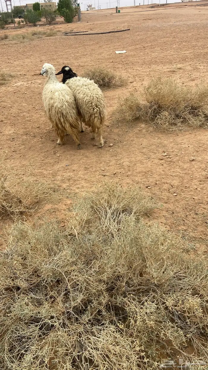 وحده جذعه وحده ثنيه مضاريع 0