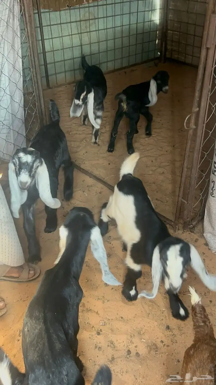 معزا مواليد للبيع 10