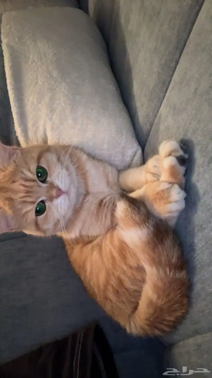 قطة انثى سكوتش 7