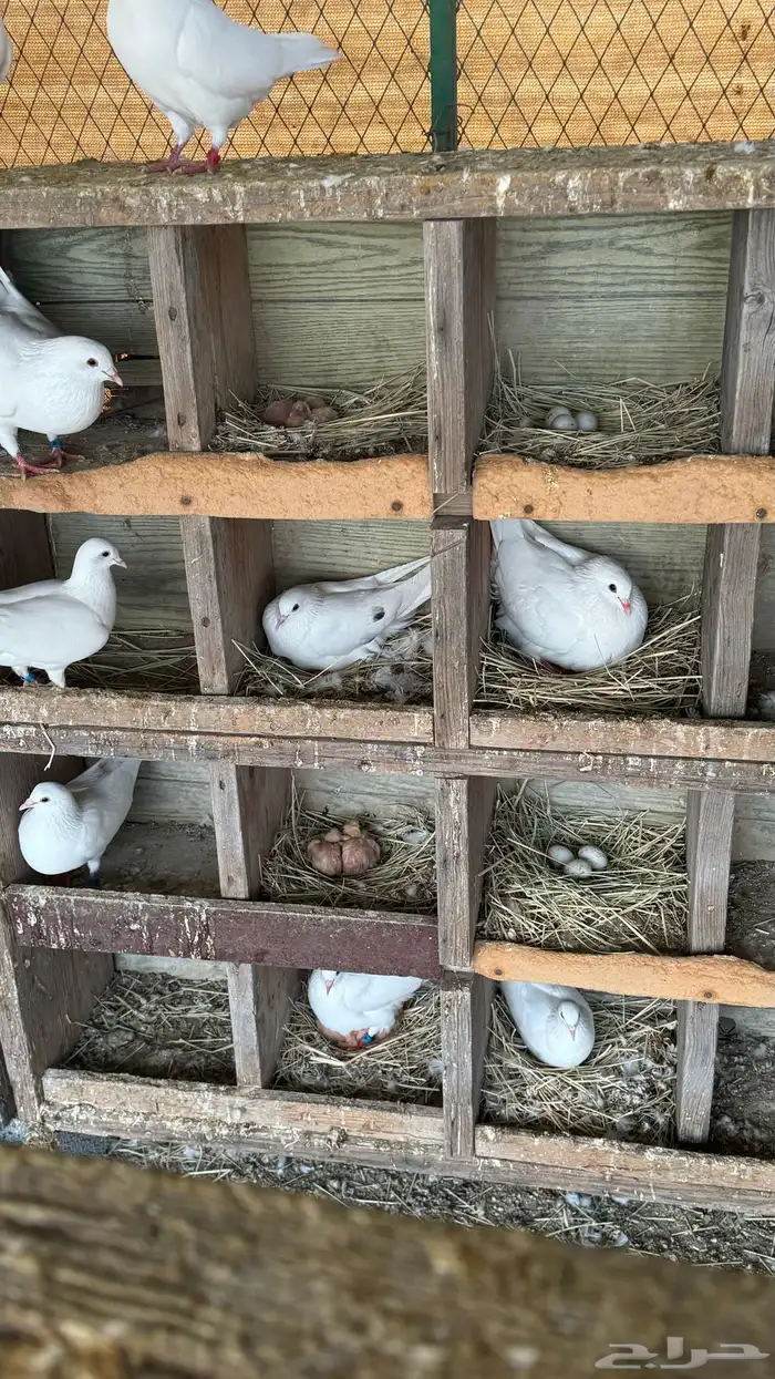 حمام فرنسي ابيض 5