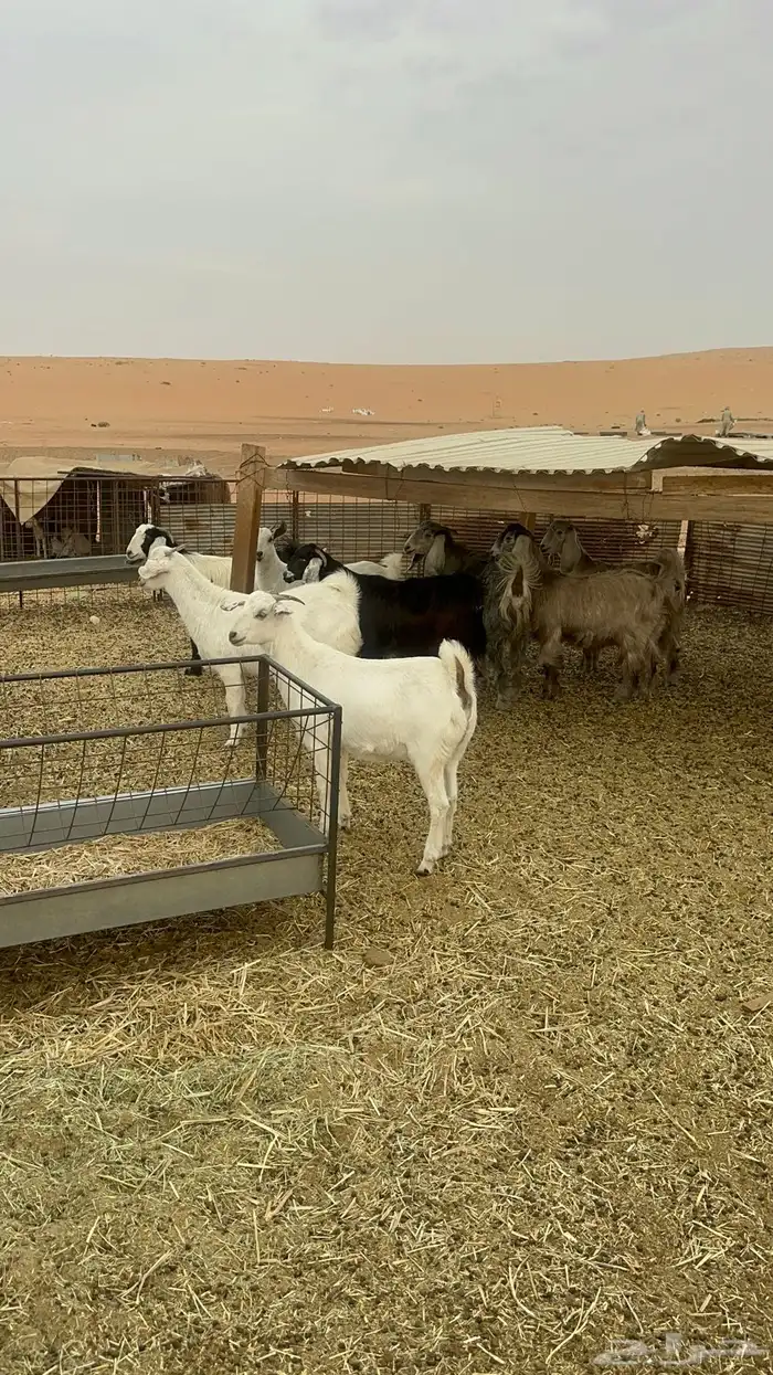 جفرات مقاني ولا ذبح طيبات 18