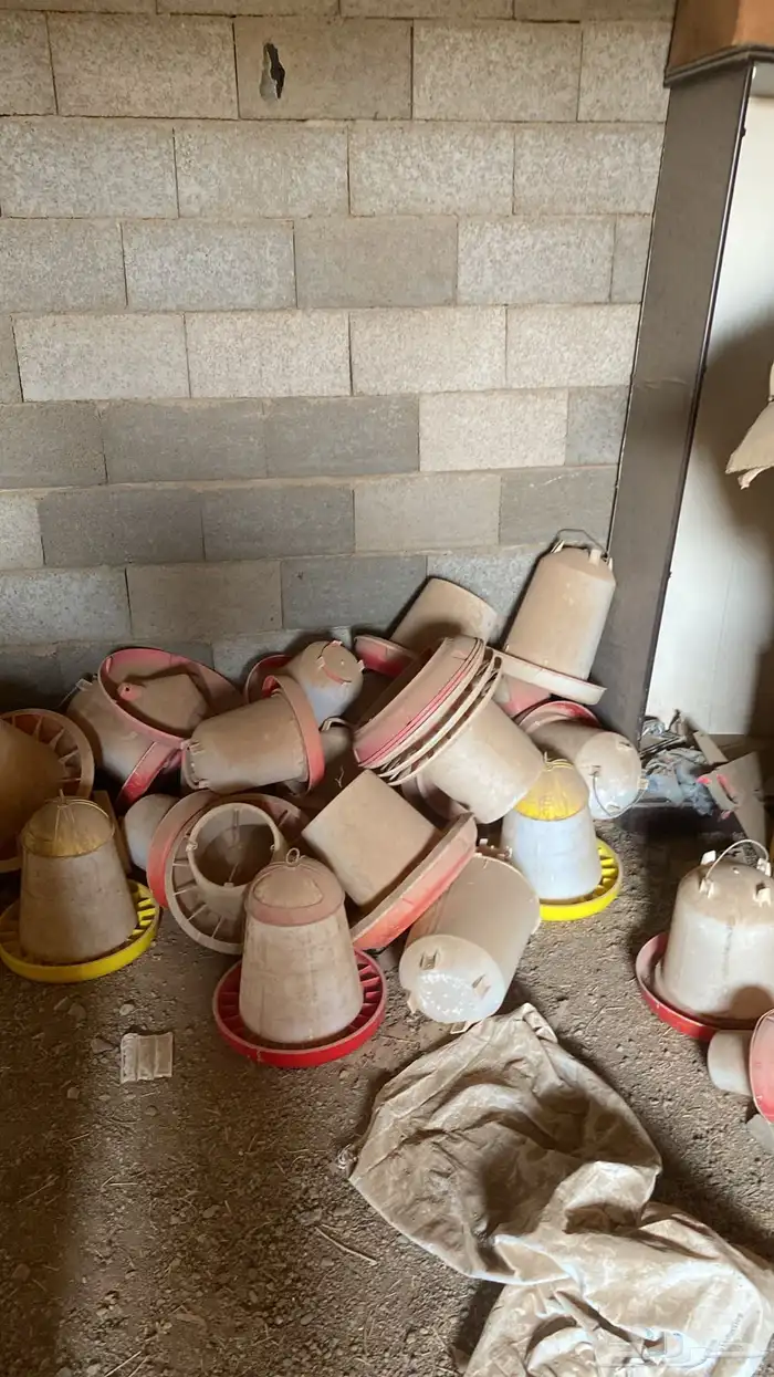 فقصت دجاج   اقفص 5