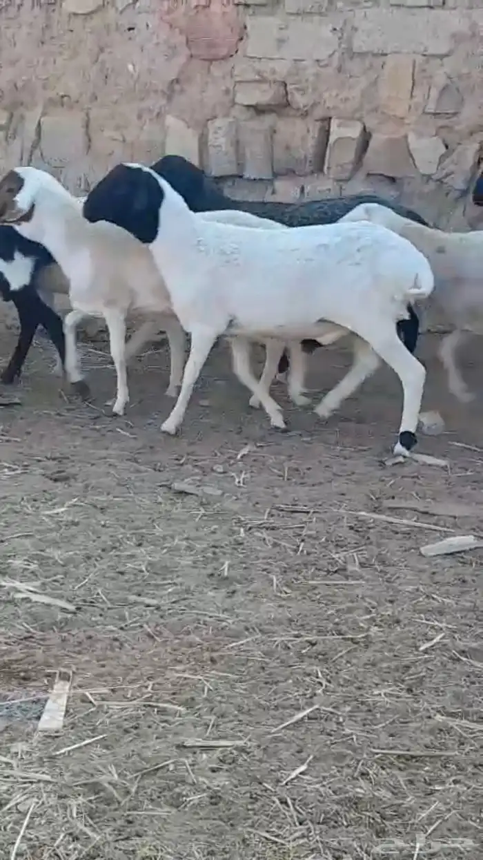 طليان ذبايح جذعان دوربر هجين برابر بربري بلدي 4