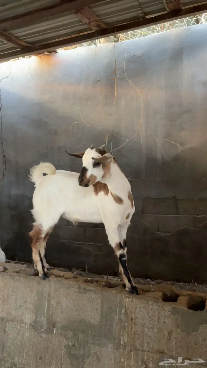 عنز جنوبيه 4