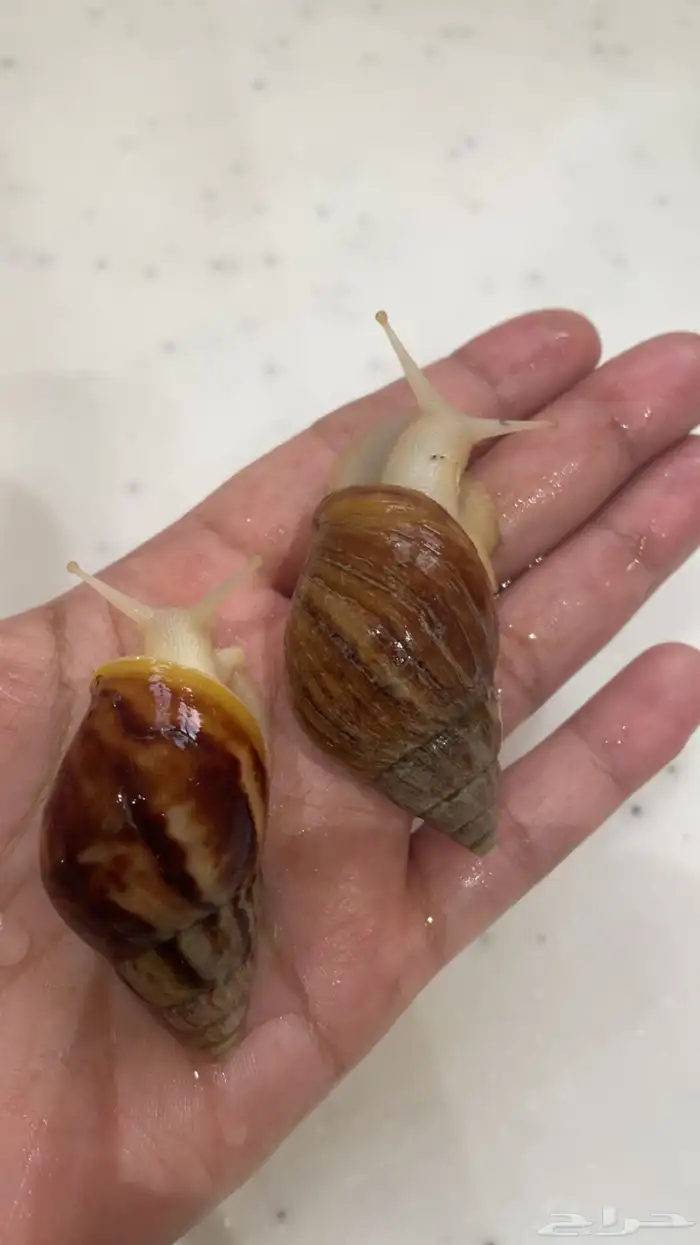 حلزون افريقي عملاق 4