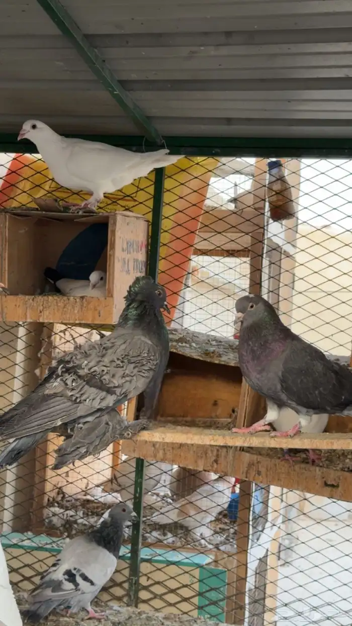 حمام زينة ومشكل عشة 4