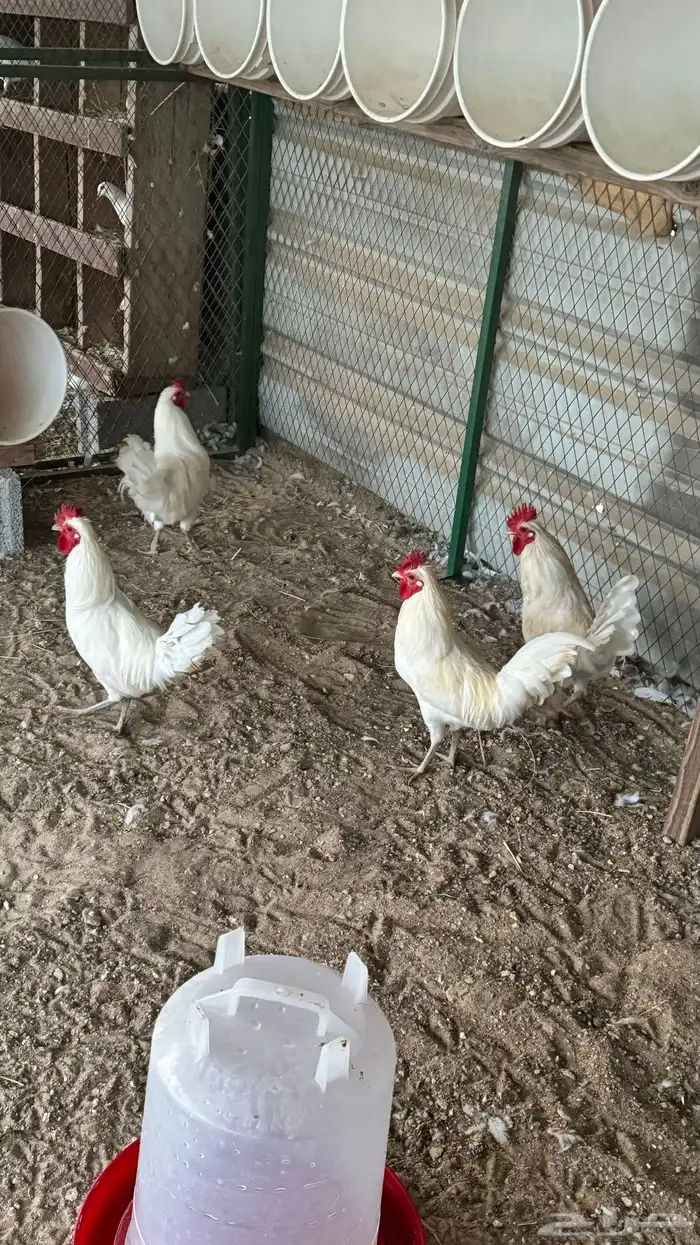 حمام فرنسي ابيض 7