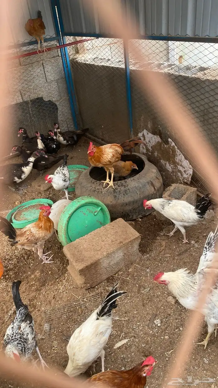 ديوكه للبيع 0