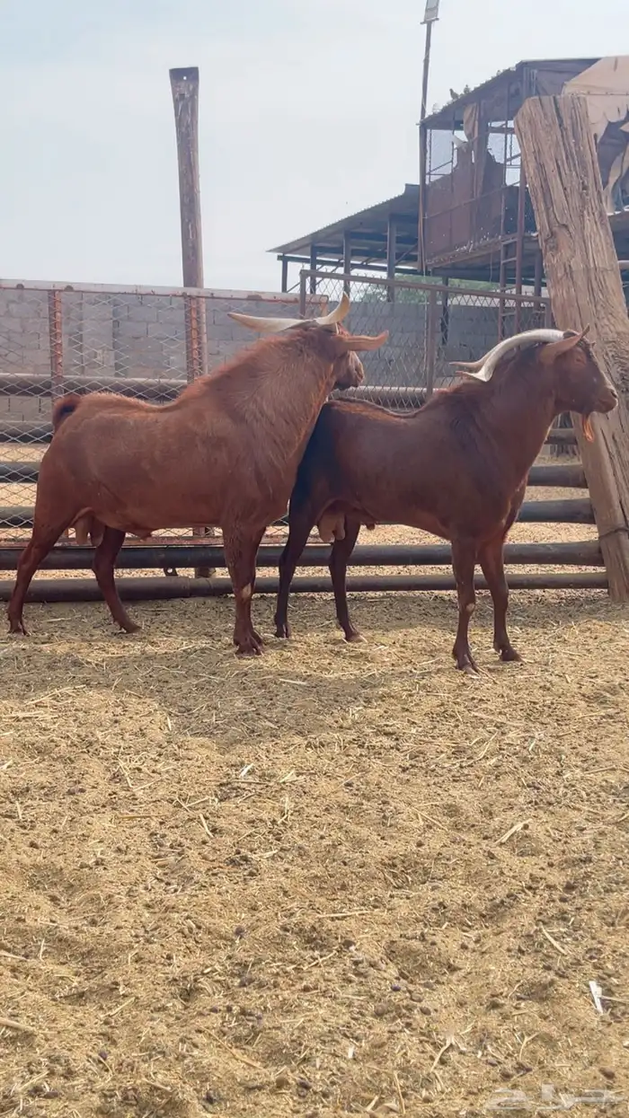 2 فحول تيوس صنف دهم للبيع 0