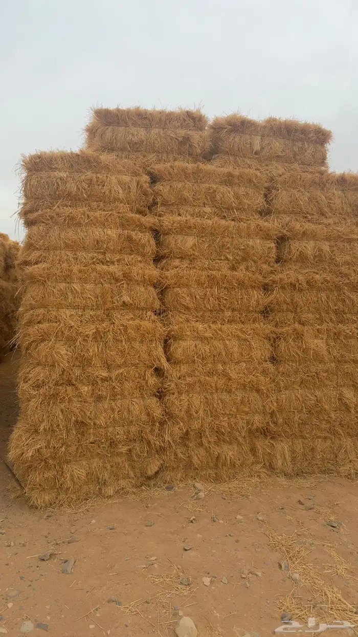 رودس ناعم درجه أولى تلبين الحبه من 90 إلى متر تلبين جوندير 1