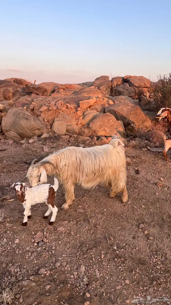 عنزين خلفات 4