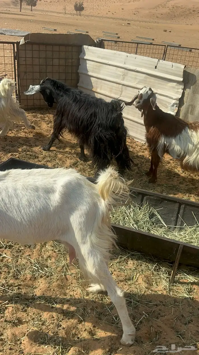 معزا مواليد للبيع 9