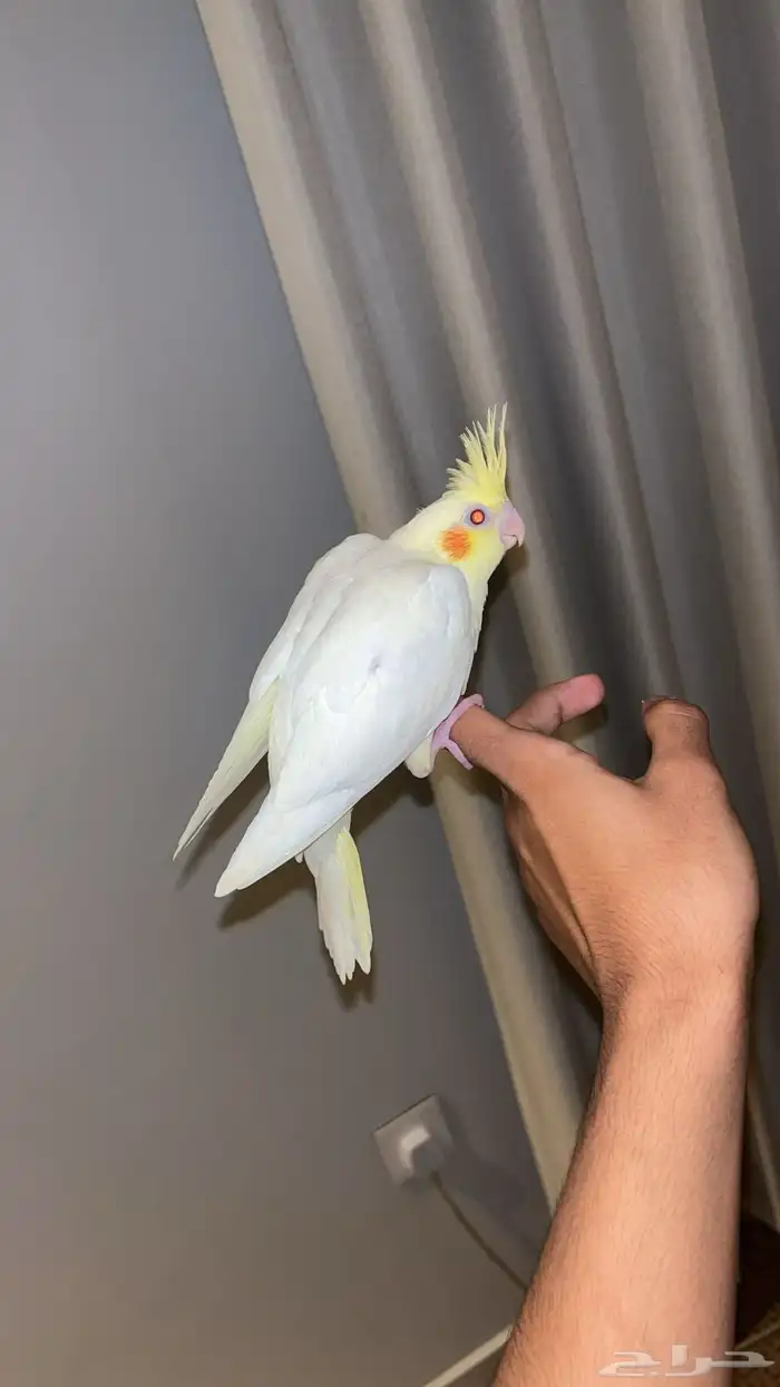 كروان لاتينو اليف 4