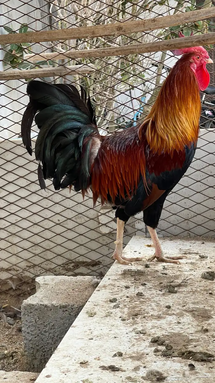 ديك فري سيافي التفاصيل في اعلاني الرئيسي يوجد ديوك غيره 7