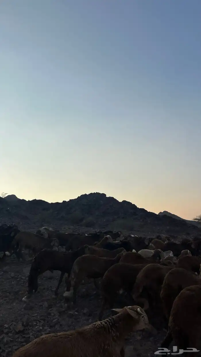 طليان سواكن حمري جادعان 7