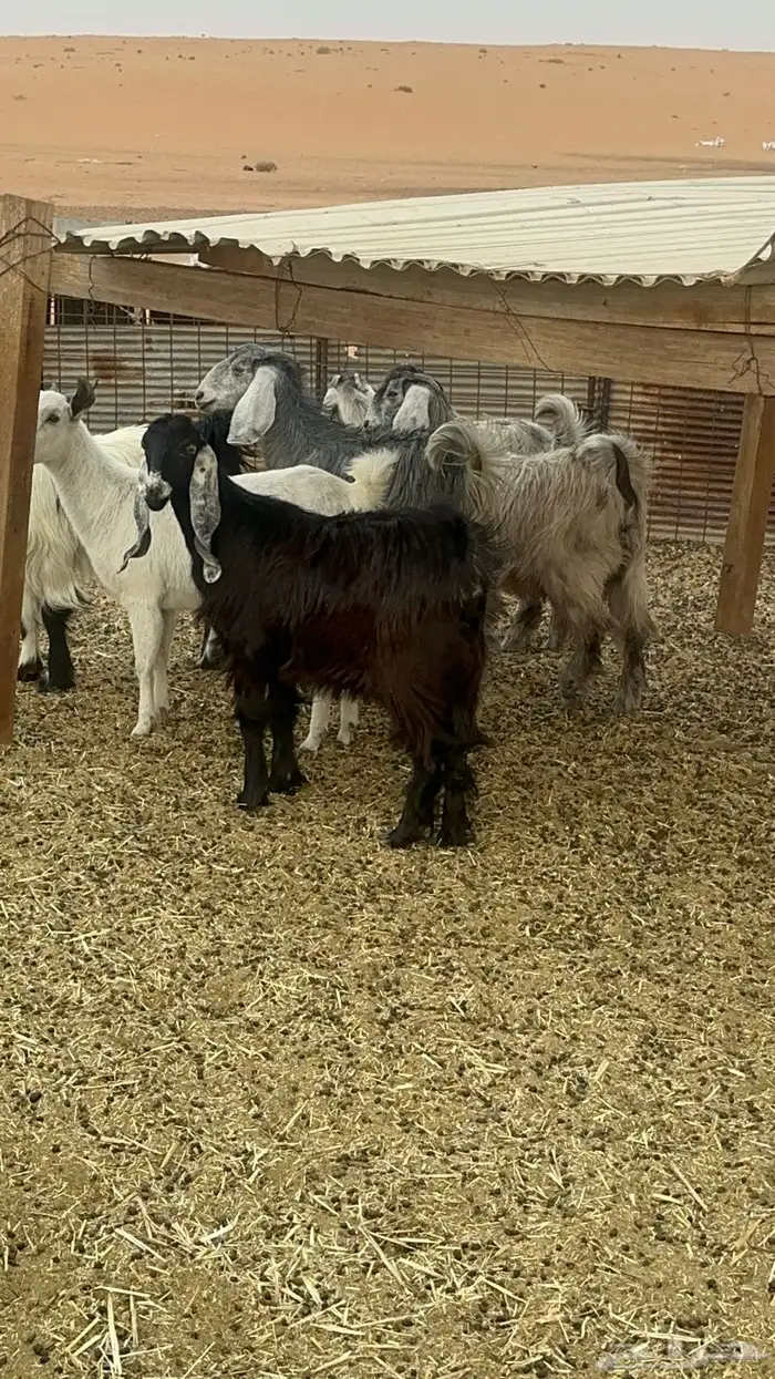 جفرات مقاني ولا ذبح طيبات 2