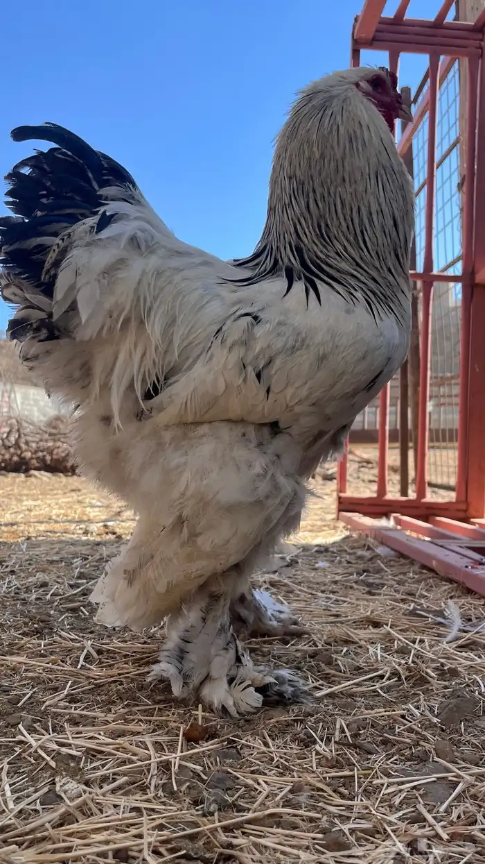 دجاج براهما كلومبي 0