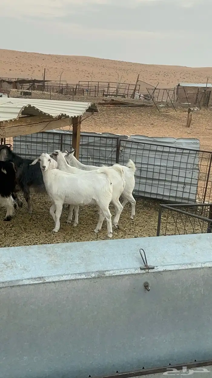 جفرات مقاني ولا ذبح طيبات 12