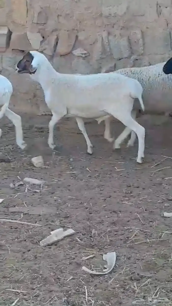 طليان ذبايح جذعان دوربر هجين برابر بربري بلدي 1