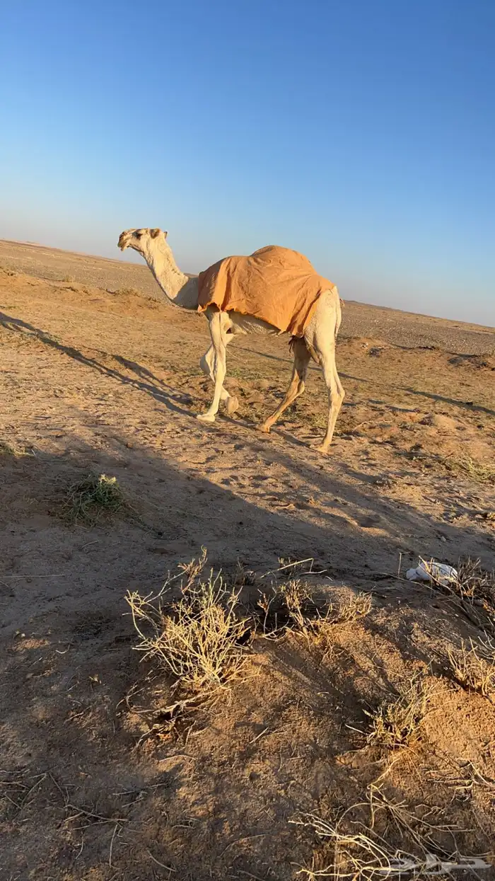 قعود حيسوني 1