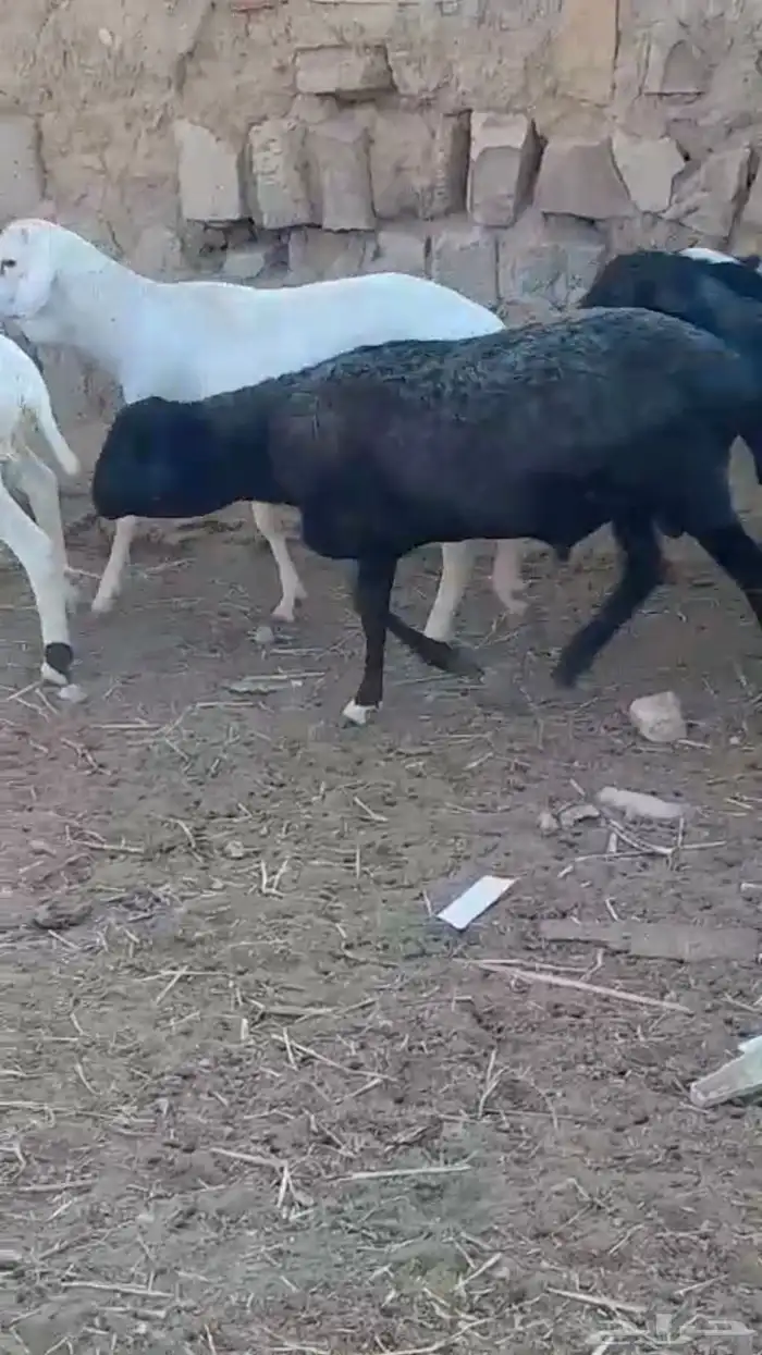 طليان ذبايح جذعان دوربر هجين برابر بربري بلدي 2