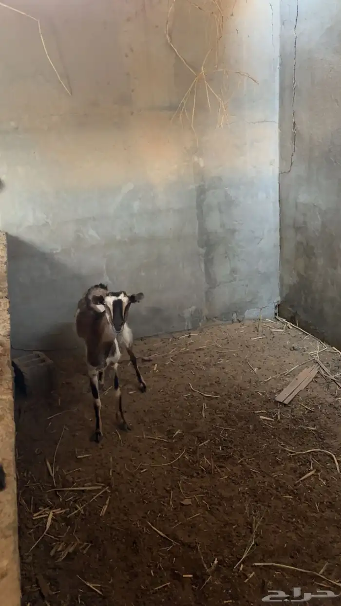 عنز جنوبيه 5