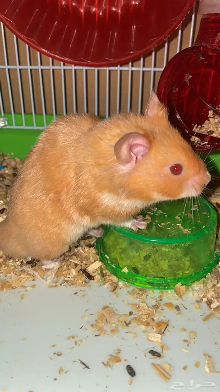 هامستر للبيع 1