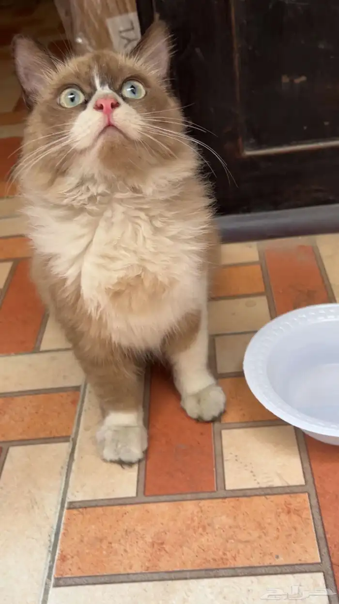 قطه صغيره ضايعه واضح حقت بيت الي يبيها يتواصل معي 0