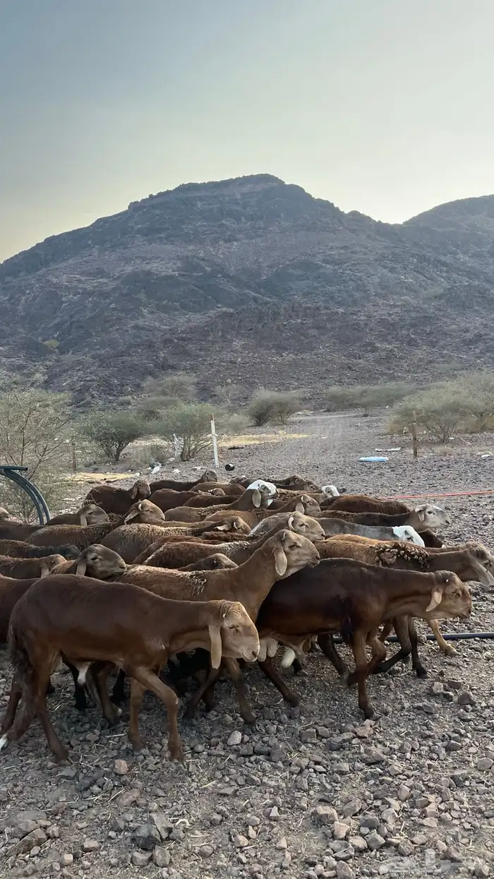 طليان سواكن حمري جادعان 0
