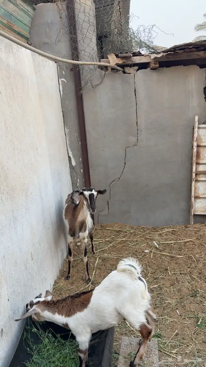 عنز جنوبيه 0