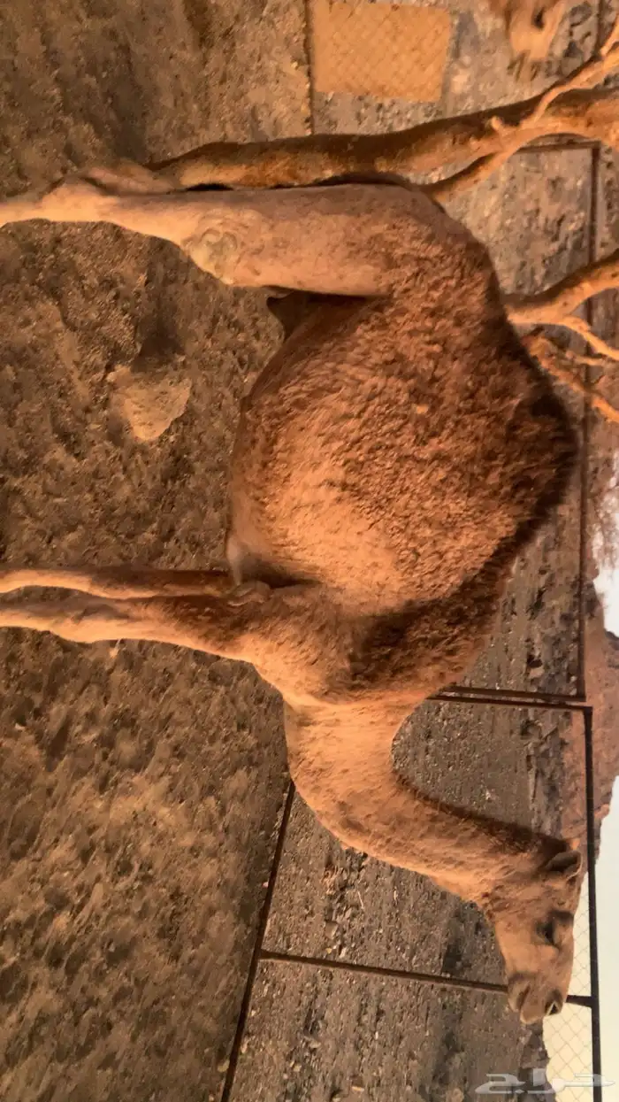 البيع قعود كفو على البرسم والشعير الموقع ضوحى الموه وحوليها 0