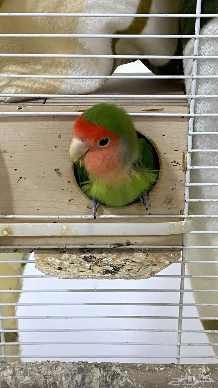 عصفور روز هو وقفصه 0