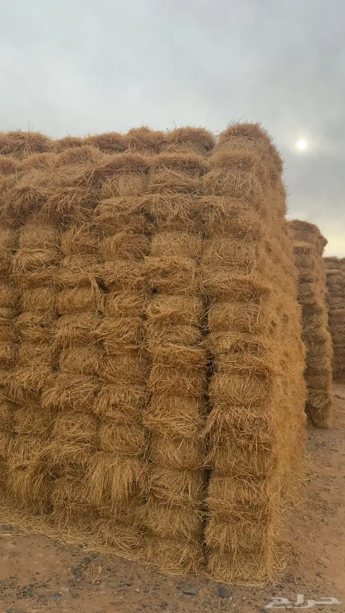 رودس ناعم درجه أولى تلبين الحبه من 90 إلى متر تلبين جوندير 2