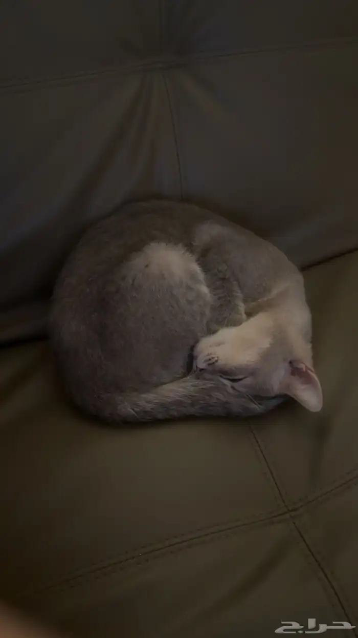 انثى للتبني 0