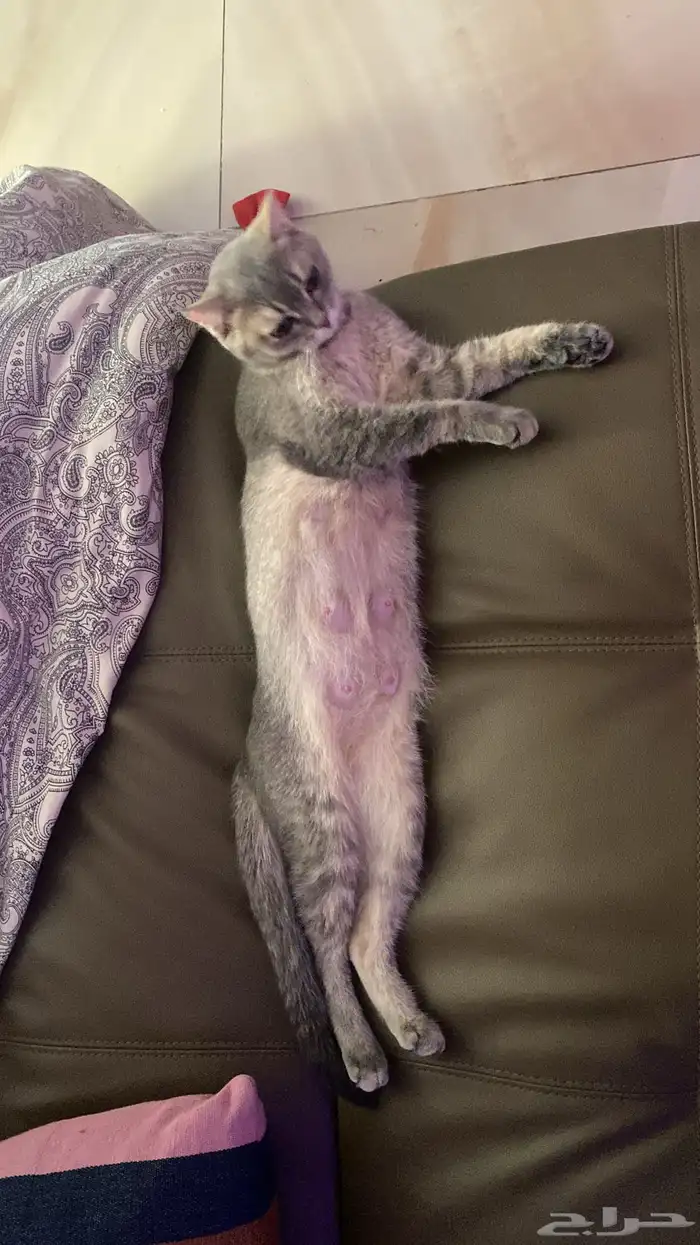 انثى للتبني 1