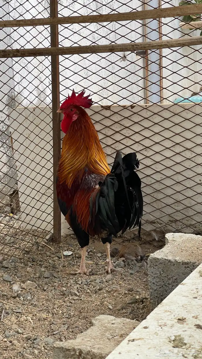 ديك فري سيافي التفاصيل في اعلاني الرئيسي يوجد ديوك غيره 8