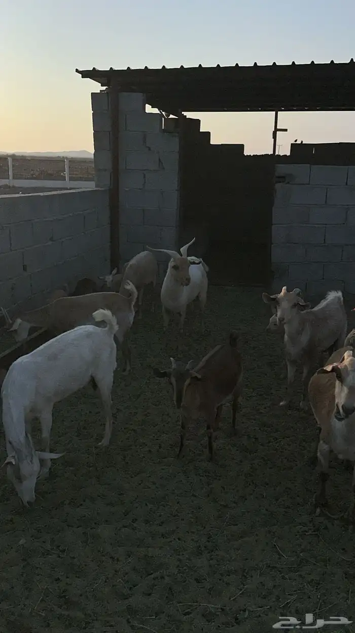 وعل هجين عدد 7 2