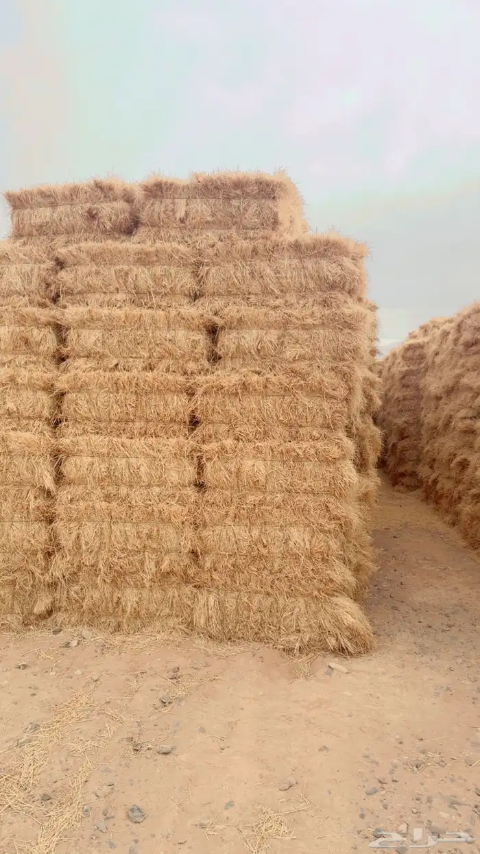 رودس ناعم درجه أولى تلبين الحبه من 90 إلى متر تلبين جوندير 0