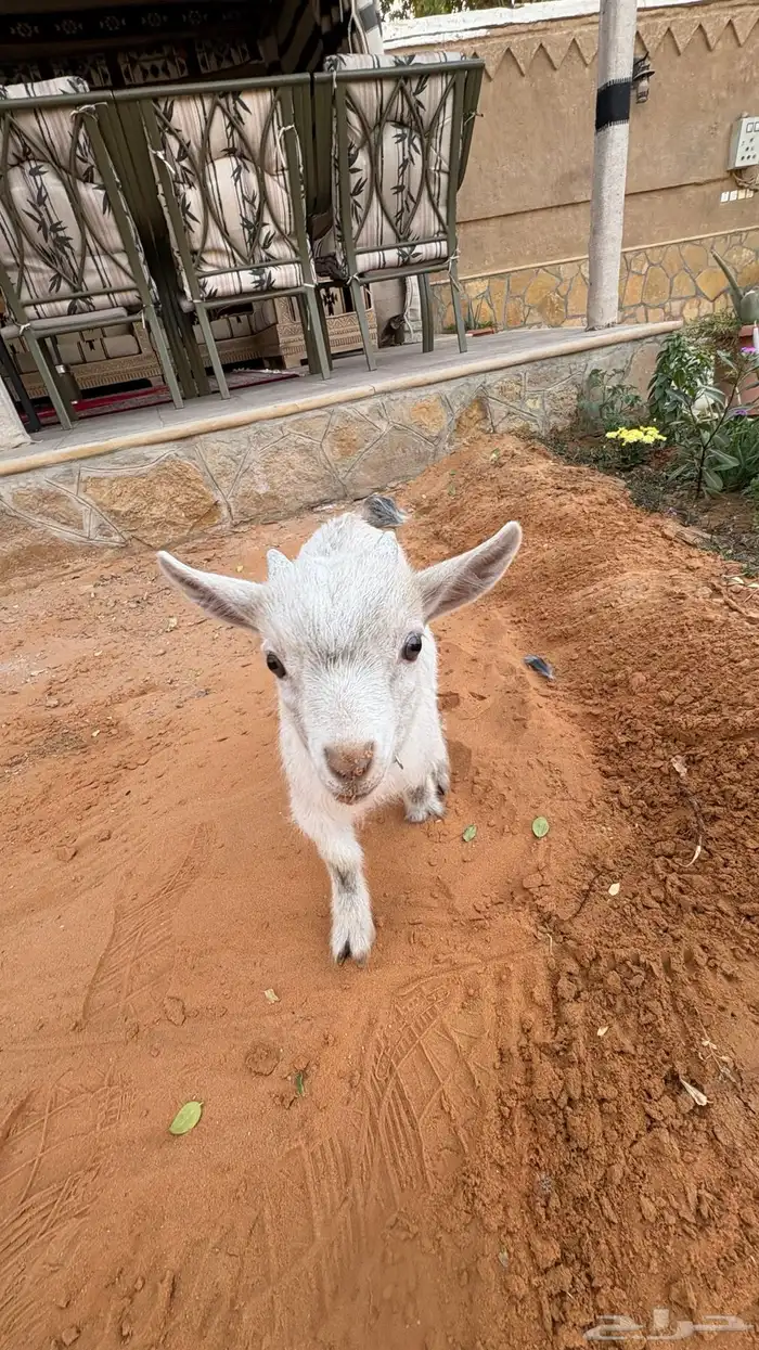 ماعز صغير عمره 3شهور أليف للأطفال ينباع مع قفصه انسام ب850 2