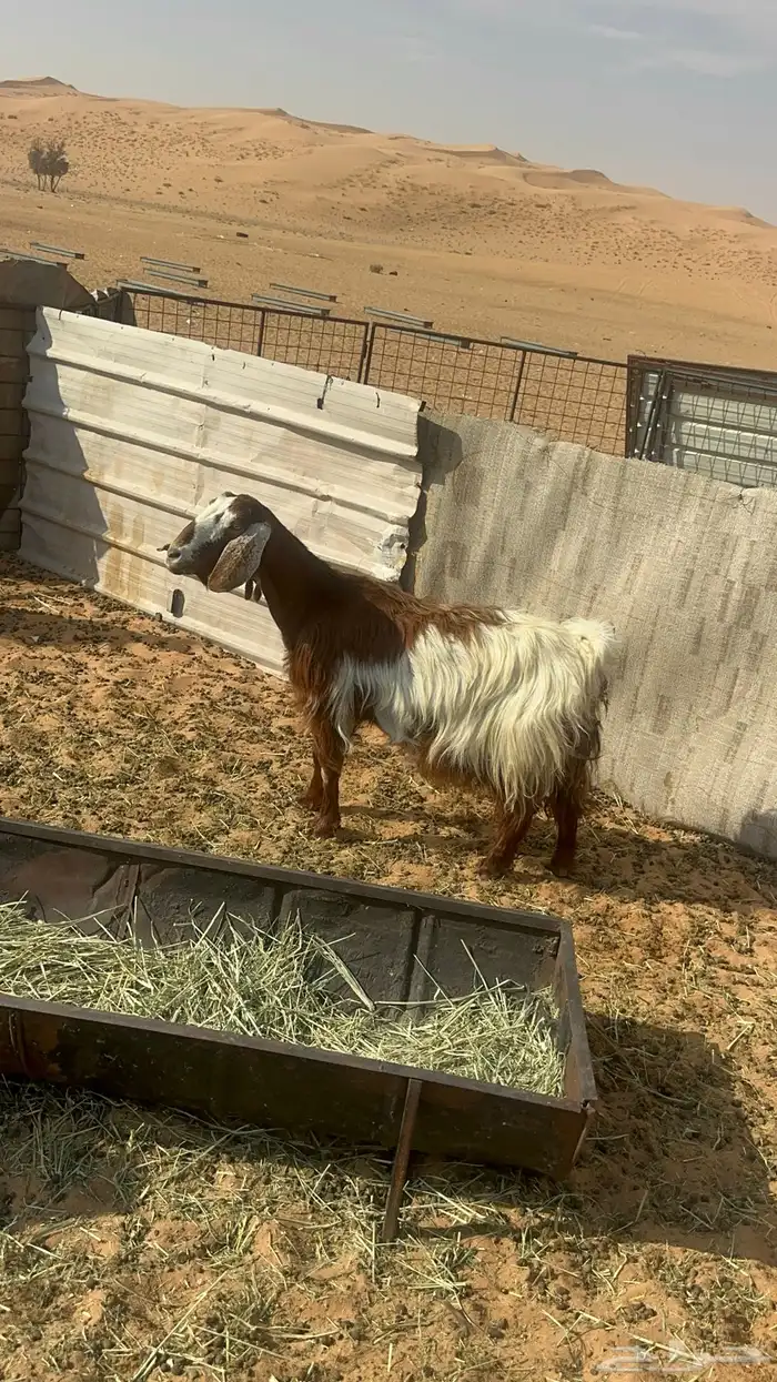 معزا مواليد للبيع 8