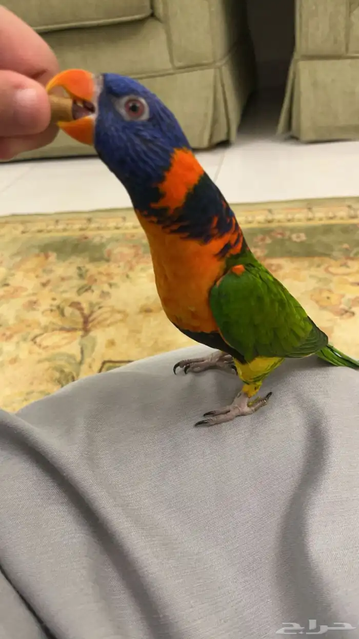 لوري ريد كولارد متكلم 3