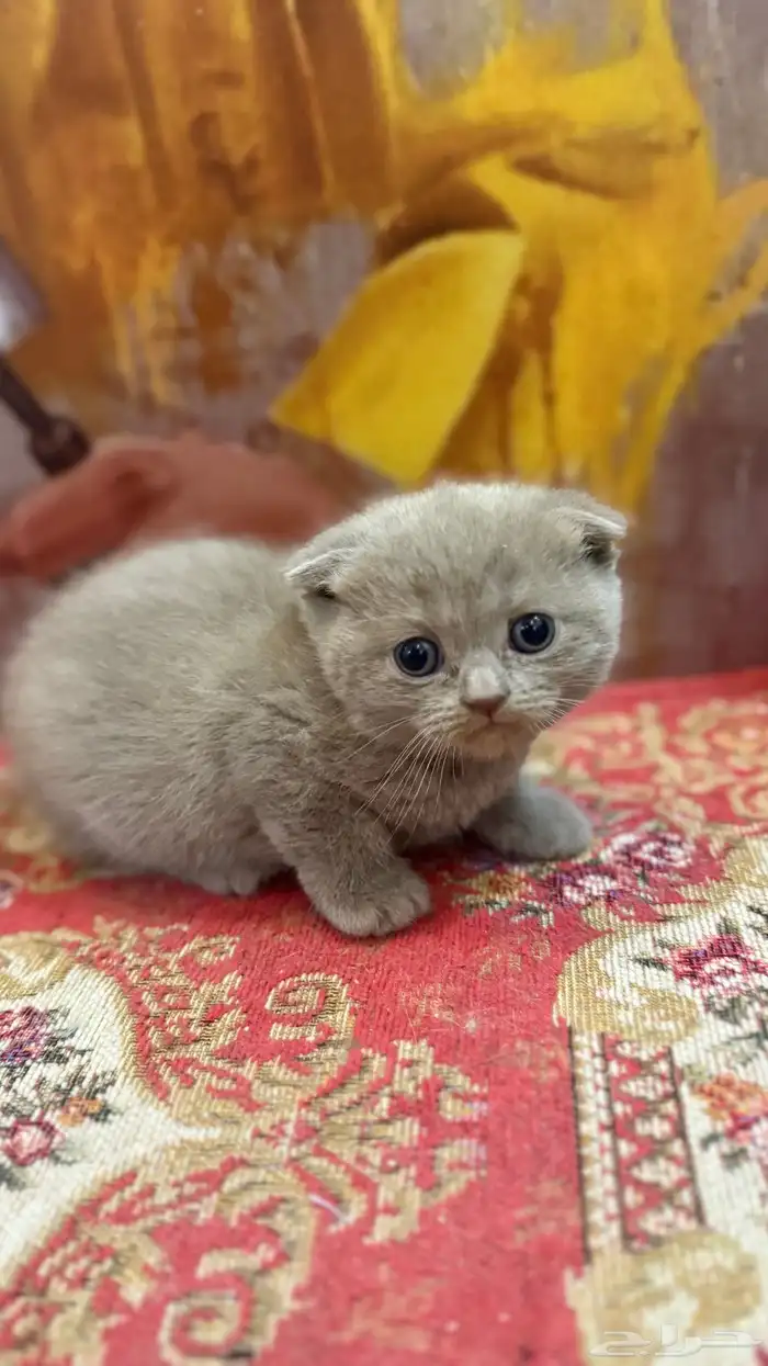 كيتن سكوتش فولد ( للبيع ) 0