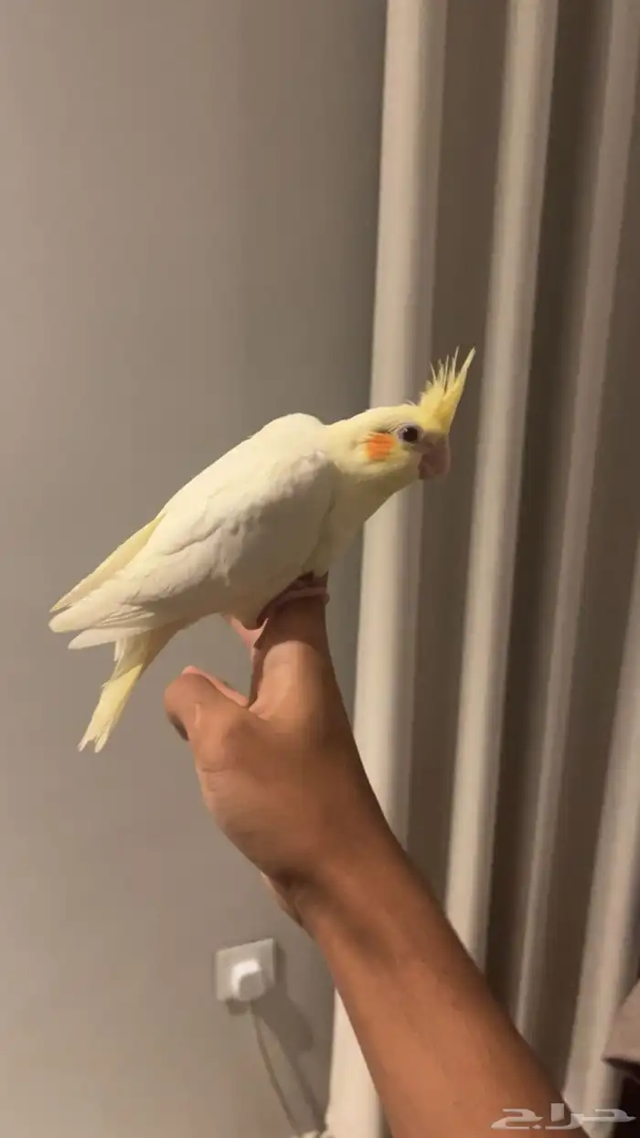 كروان لاتينو اليف 0